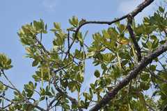 Rhizophora mucronata